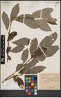 Foto von Salix caprea L.